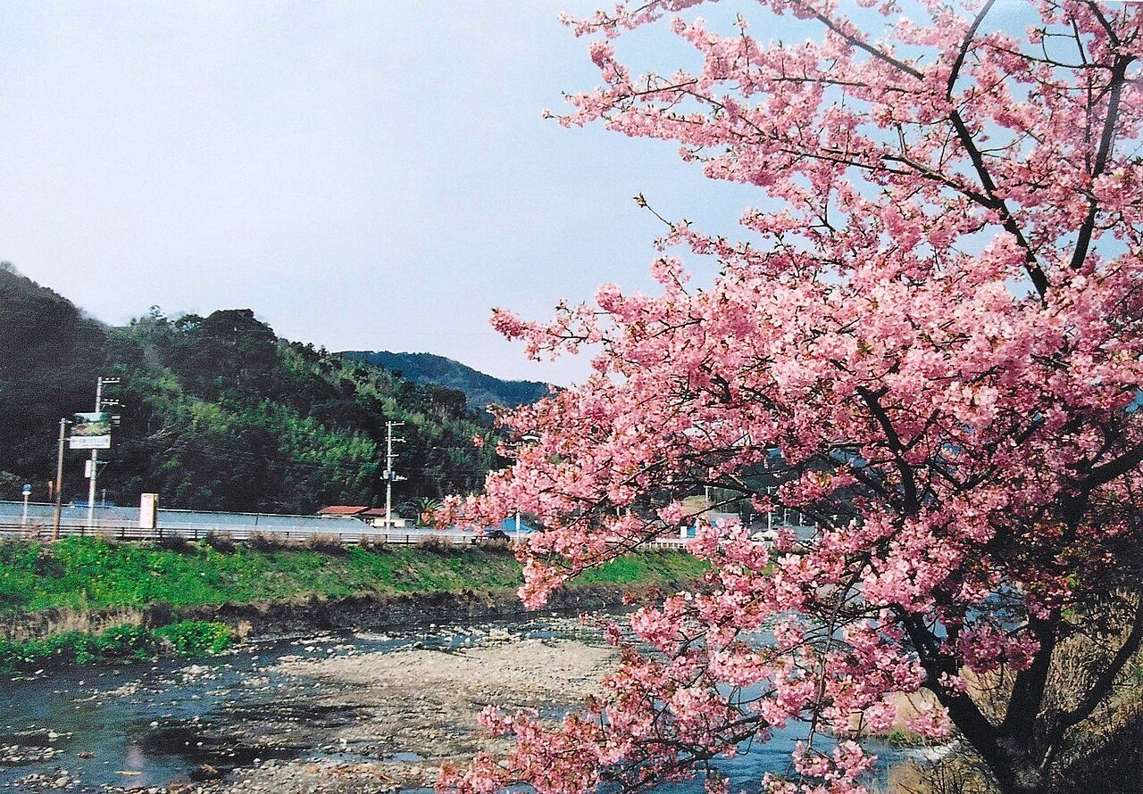 桜の咲く川岸の先を走る特急列車と山並み