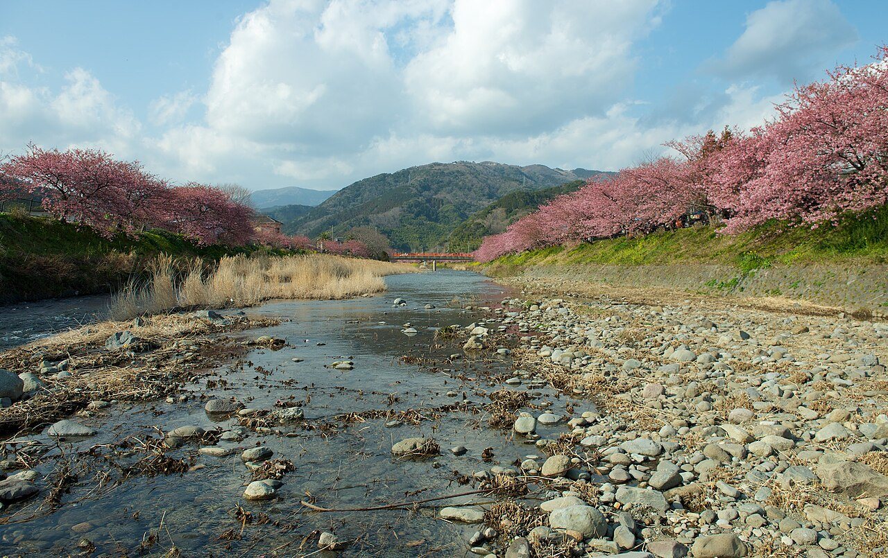 河原の石の上を流れる河津川と桜の並木