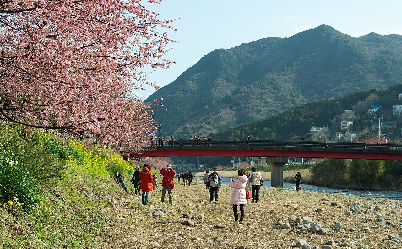 赤い橋の手前の河原を歩く花見客と桜