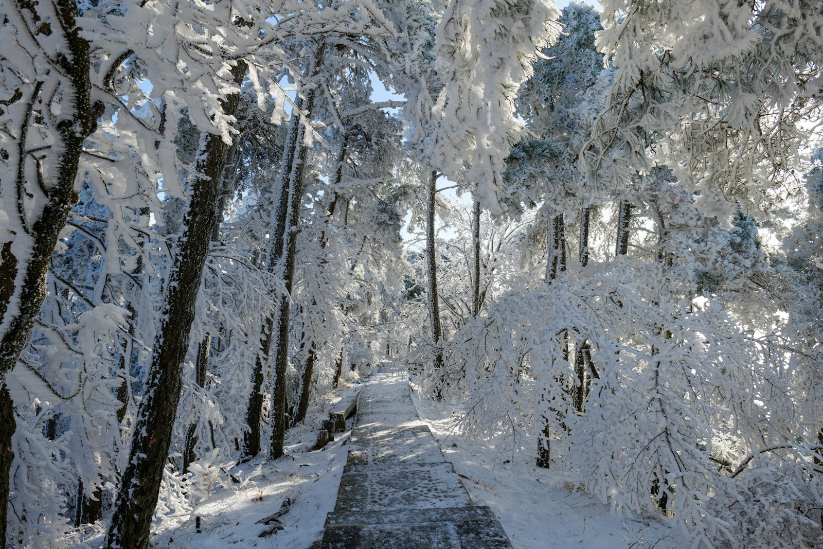 雪の積もった森の中の道