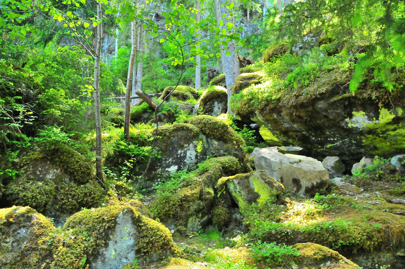 苔むした岩と背の高い木々