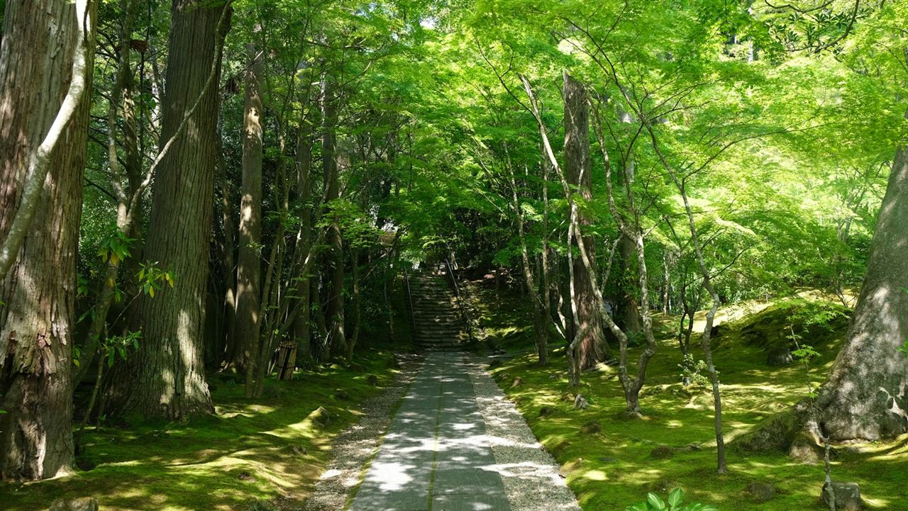 緑の森を抜ける山道