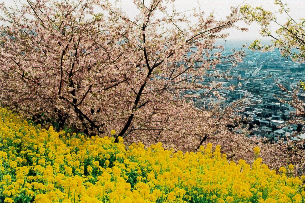 Kawazu cherry blossoms and rapeseed blossoms in Matsuda Town