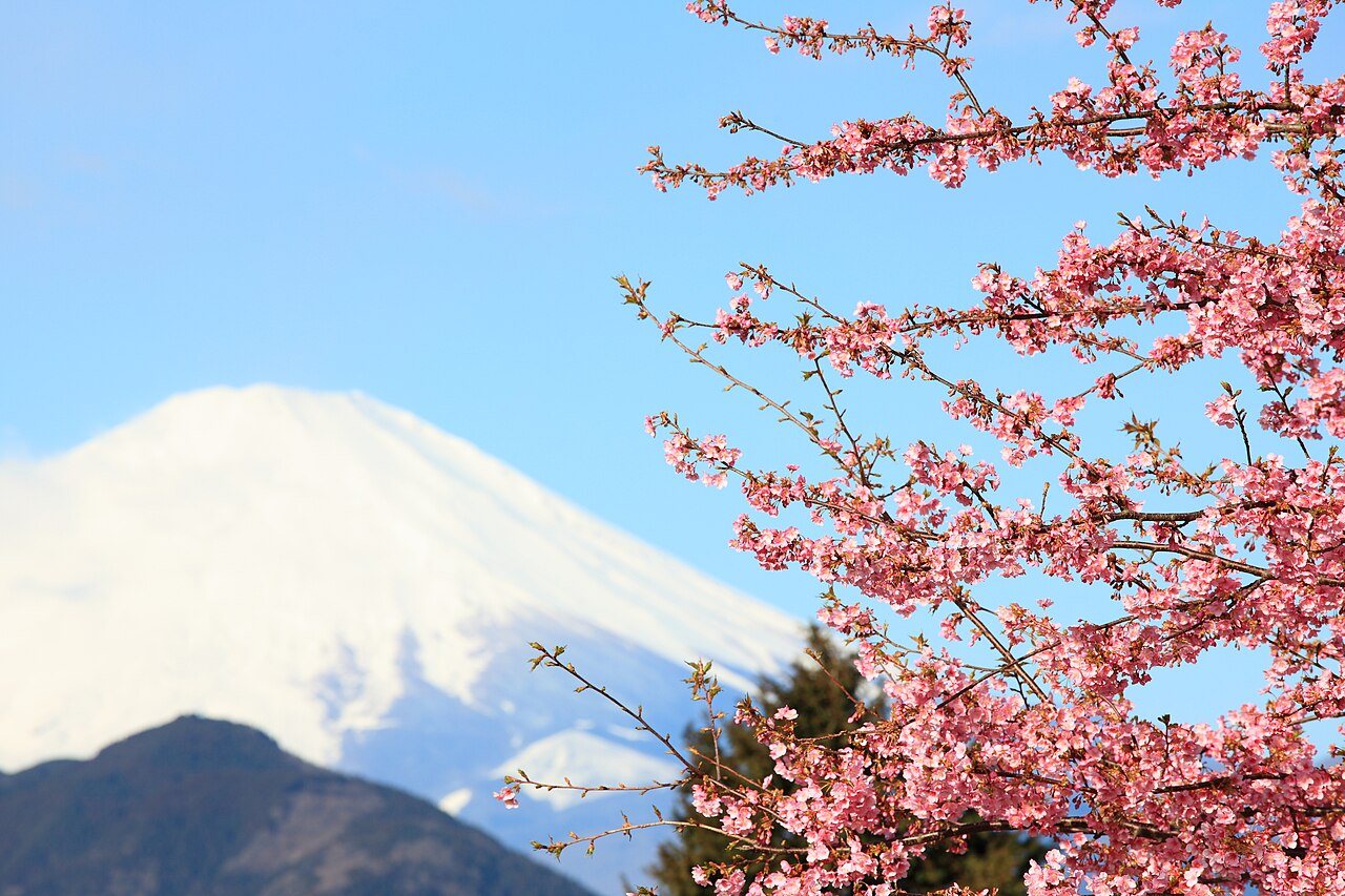 西平畑公園の河津桜の枝の向こうに見える雪の富士山
