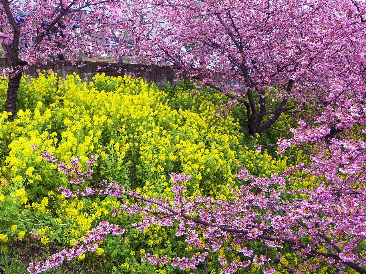 ピンクの河津桜と黄色の菜の花が重なる斜面
