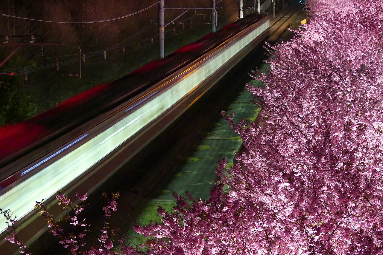 夜にライトアップされた河津桜の横を走る電車の光