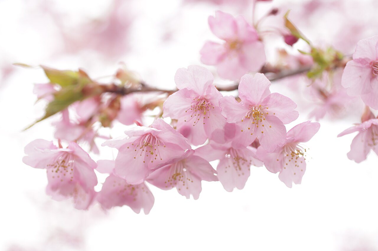 淡いピンクの河津桜の花と若葉