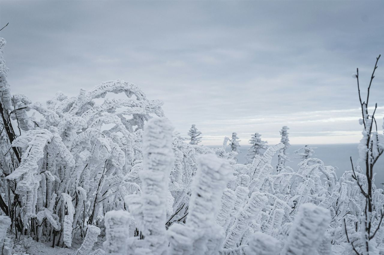 曇り空の下で氷と雪に覆われた木々