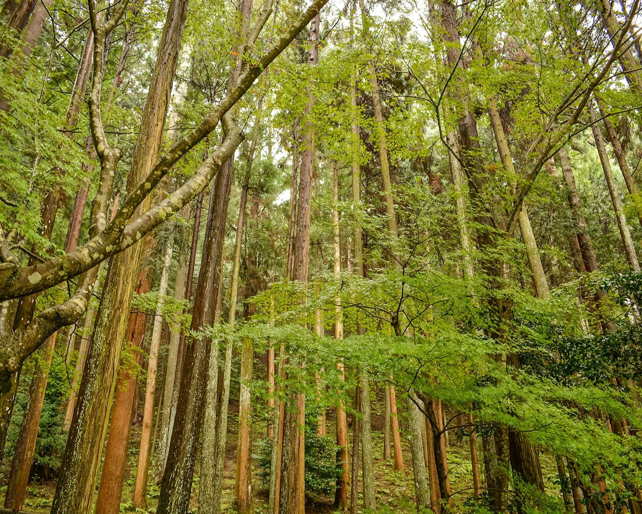 木々の立ち並ぶ森