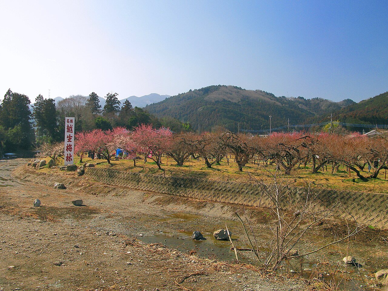 越辺川の向こうに広がる越生梅林と山並み