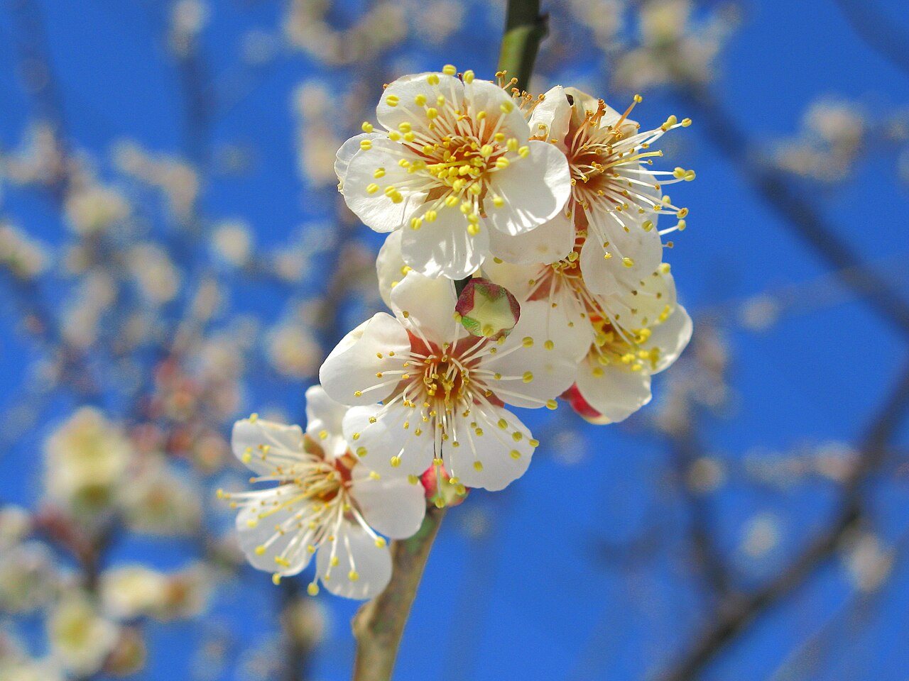 青空を背に咲く白梅の花