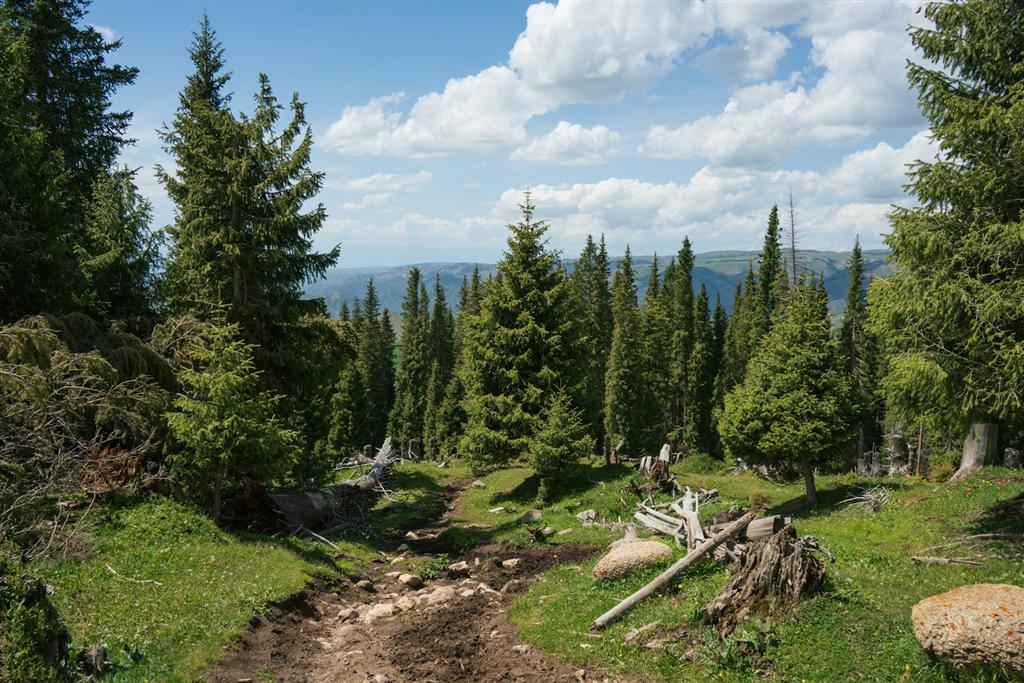 針葉樹の森を抜ける登山道