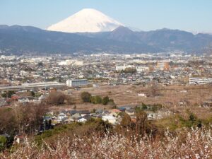 曽我梅林と富士山（神奈川県小田原市）