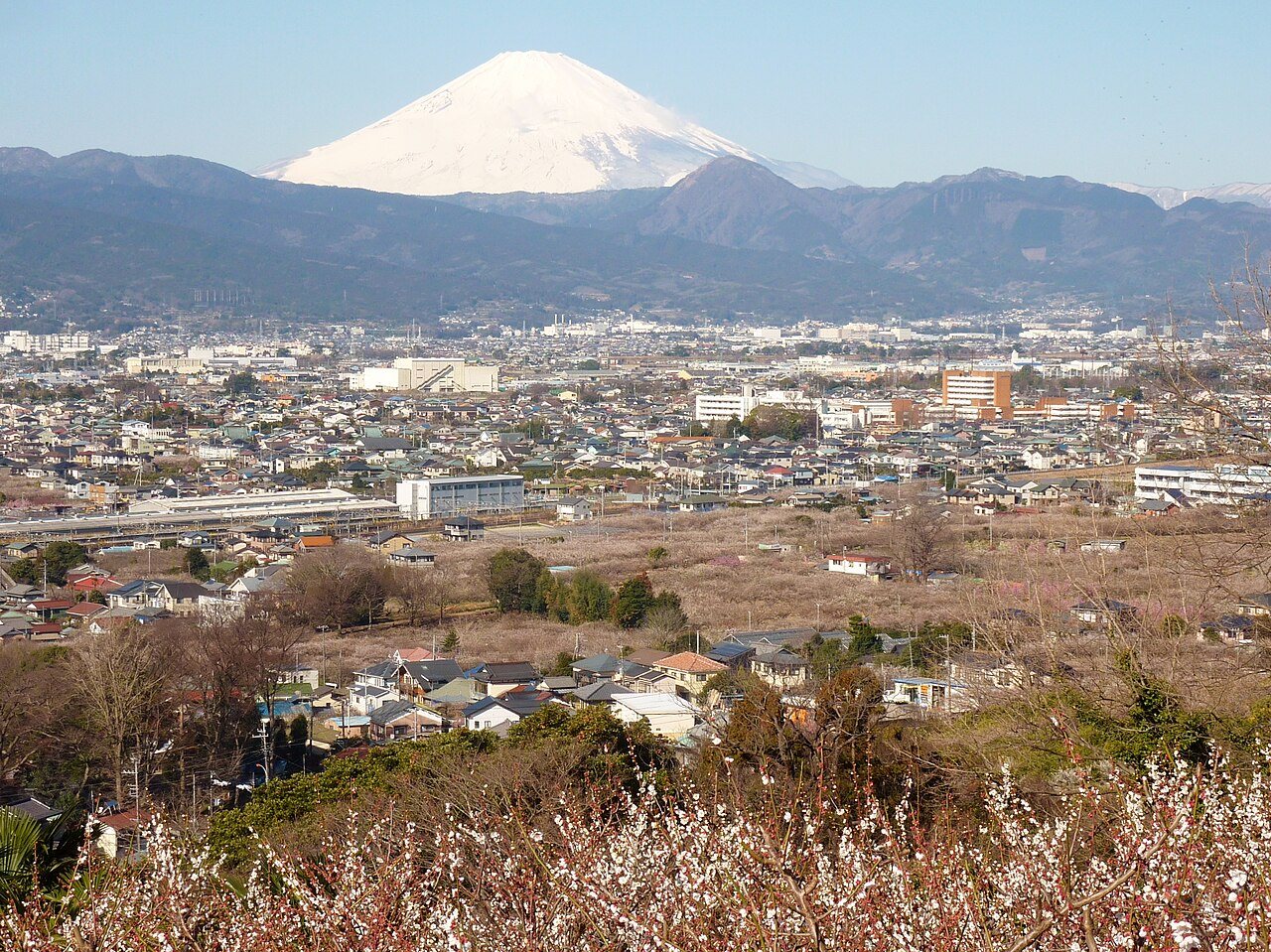 曽我梅林と富士山（神奈川県小田原市）
