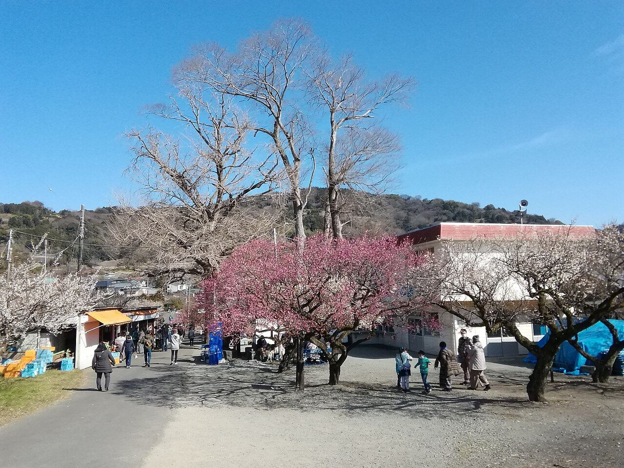 紅梅と白梅が咲く梅林を歩く人たち