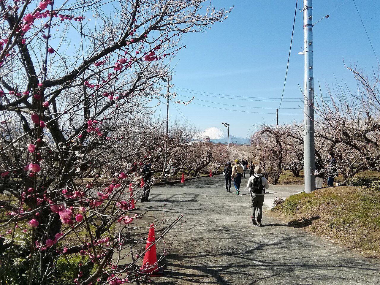 白梅の咲く梅林の中の道