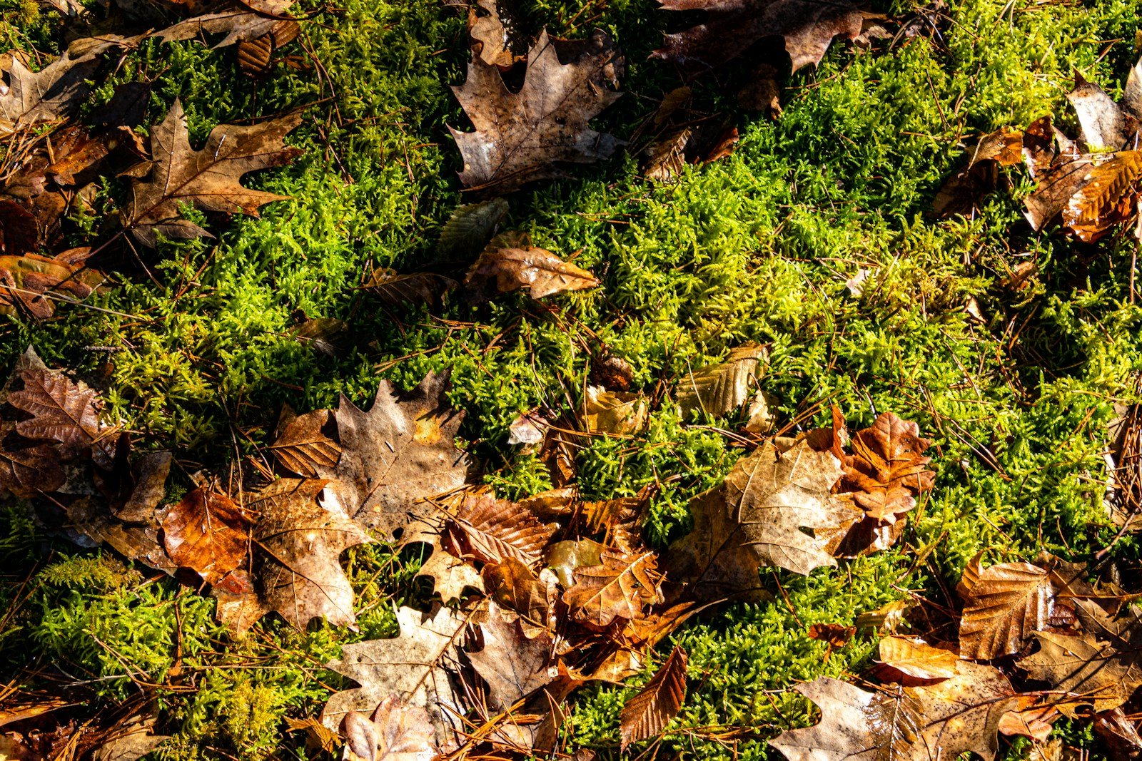 苔に覆われた森の地面