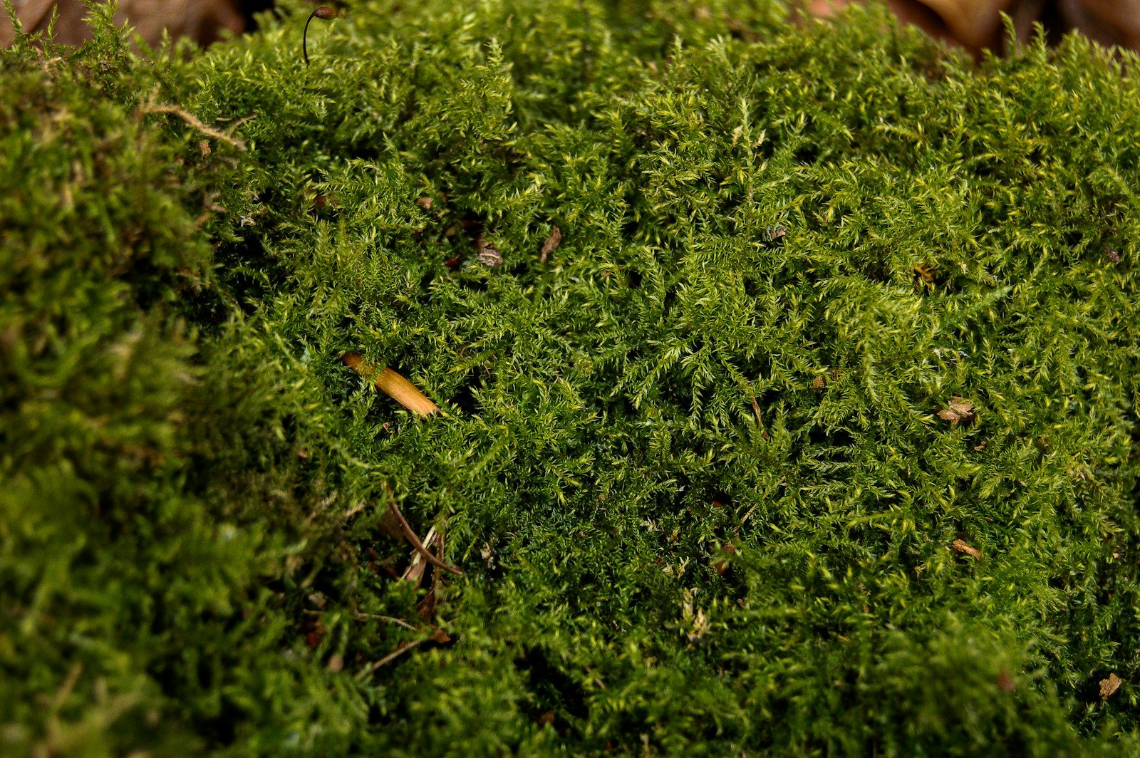 苔むした倒木