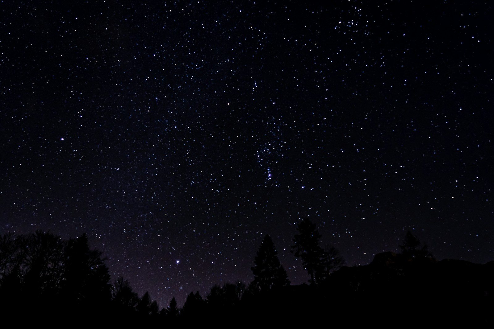 木々の上に広がる星空