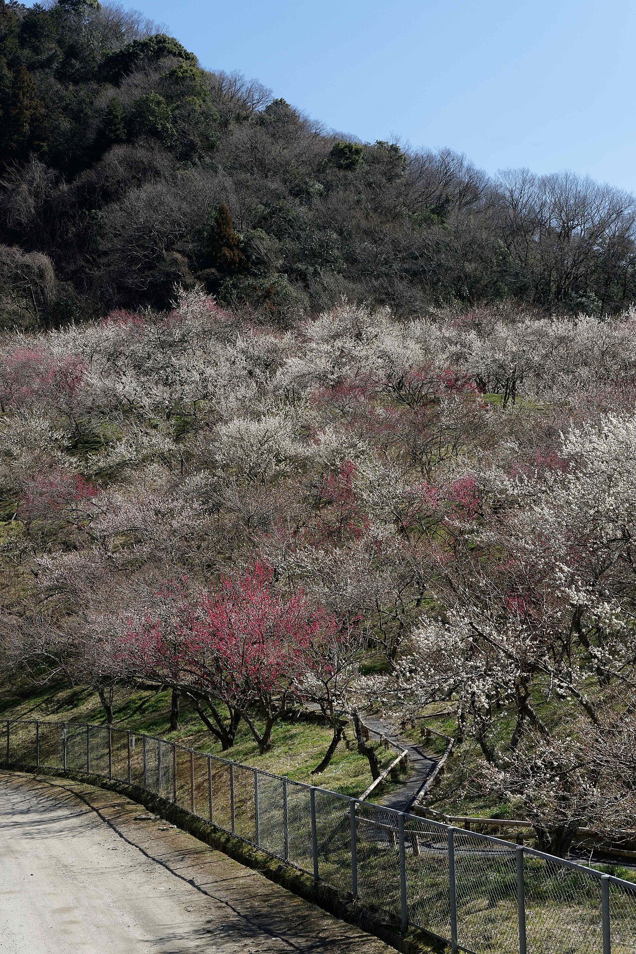 青空の下で枝を広げる梅の木