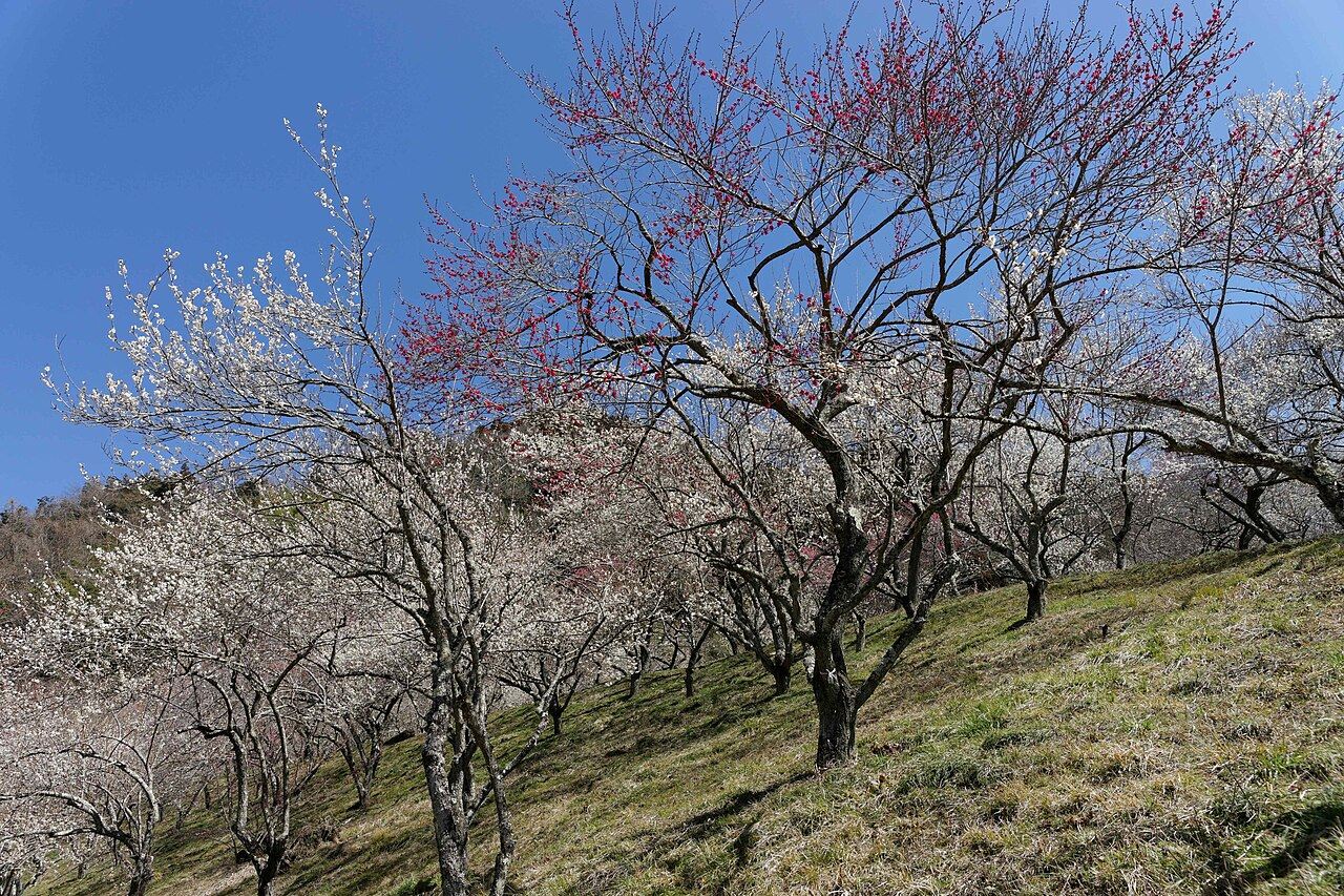 咲き始めの梅の枝と山の斜面