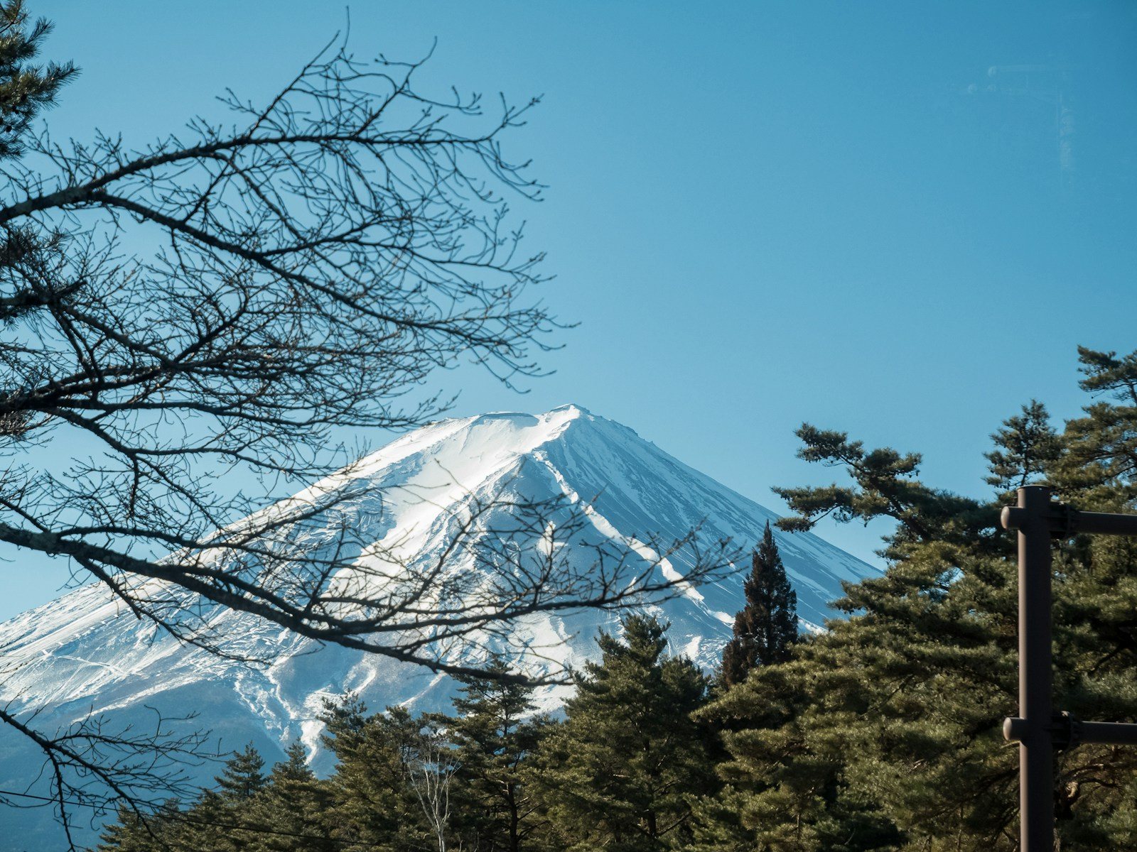 冬の青空と雪をかぶった富士山、手前の木々