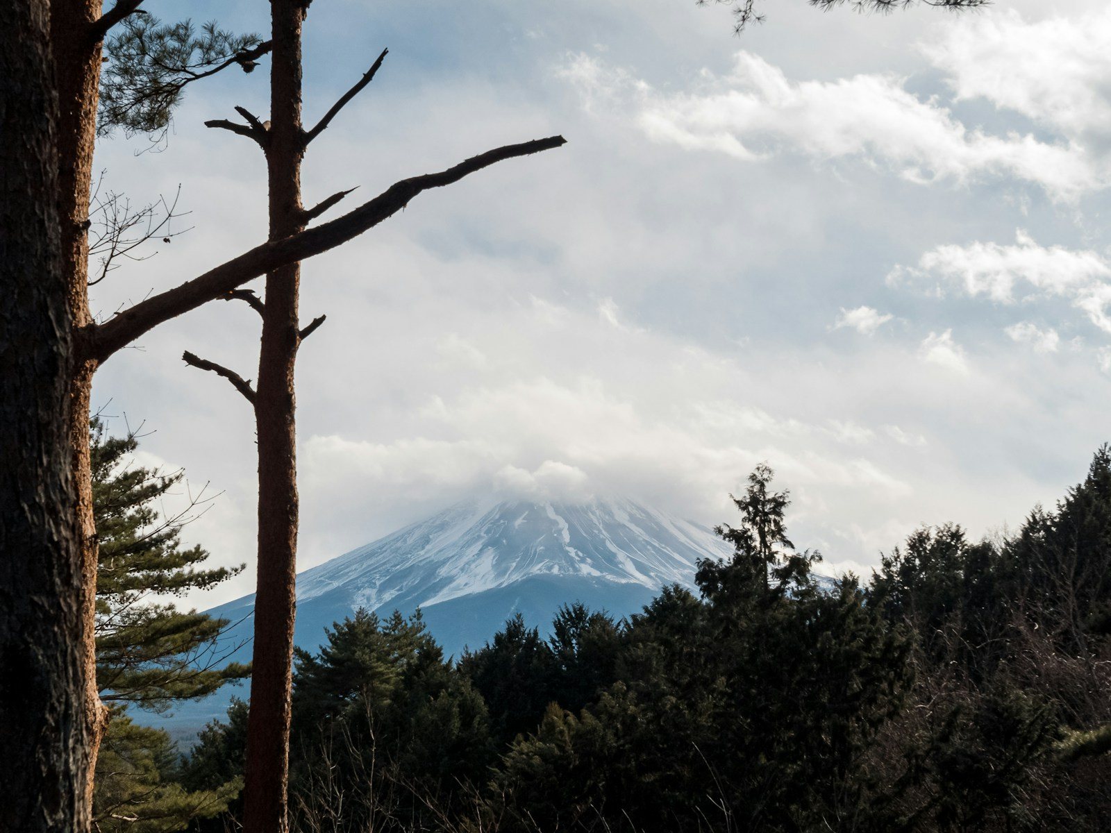 木の間から見える雲のかかった富士山
