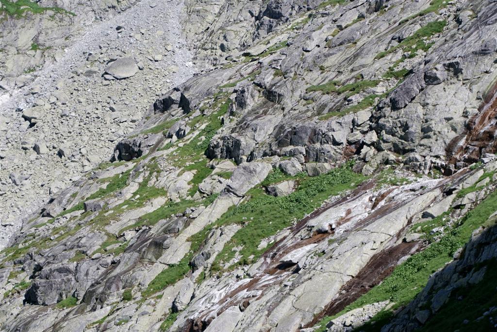 険しい山肌に広がる緑の高山植物