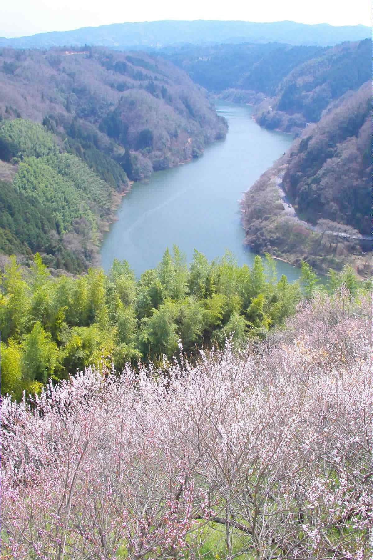 山の斜面から見下ろした月ヶ瀬湖と梅の咲く谷