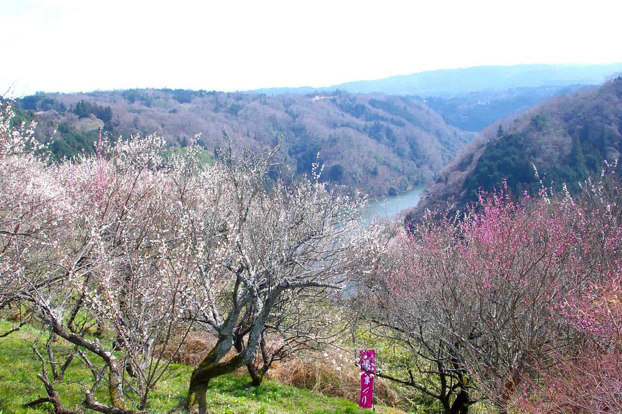 川の流れる谷の斜面に咲く梅
