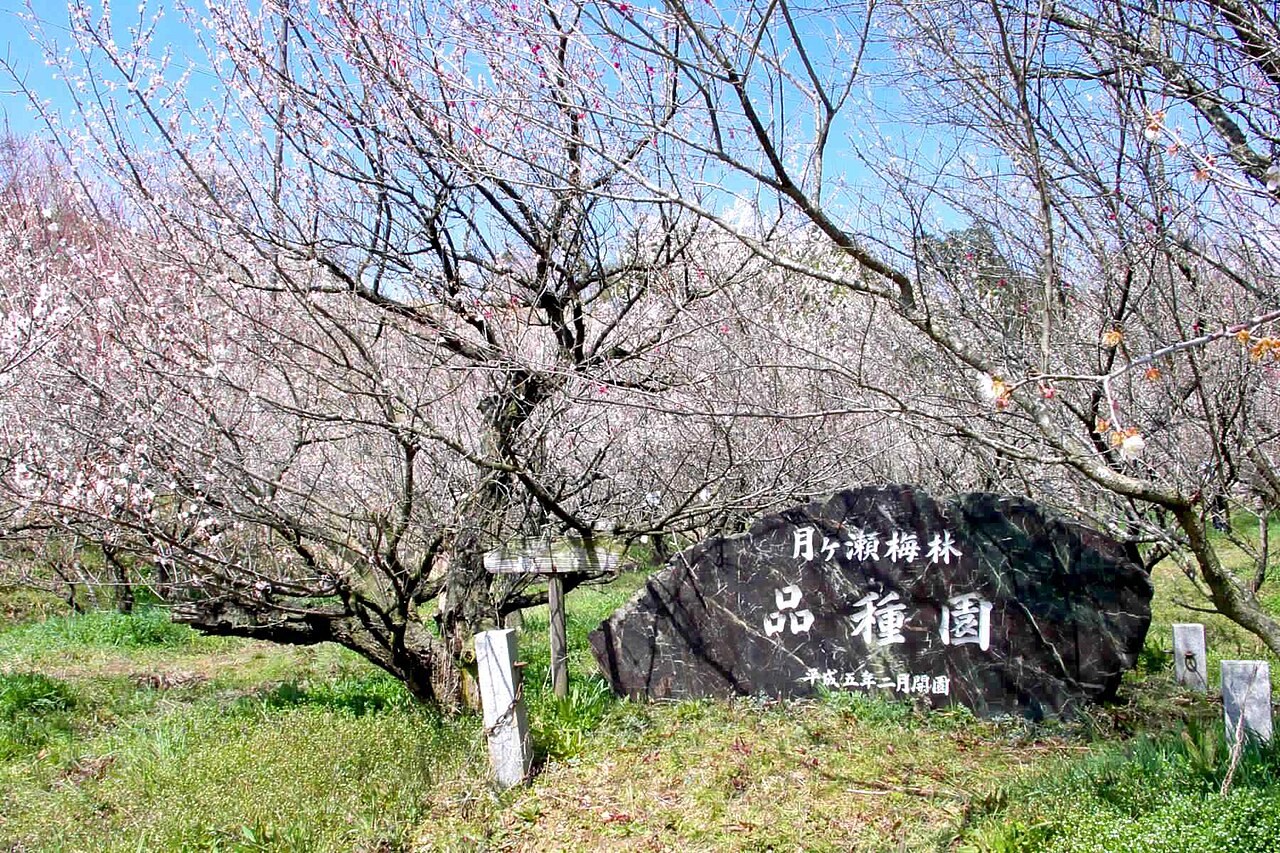 「月ヶ瀬梅林 品種園」と彫られた石碑と梅の木