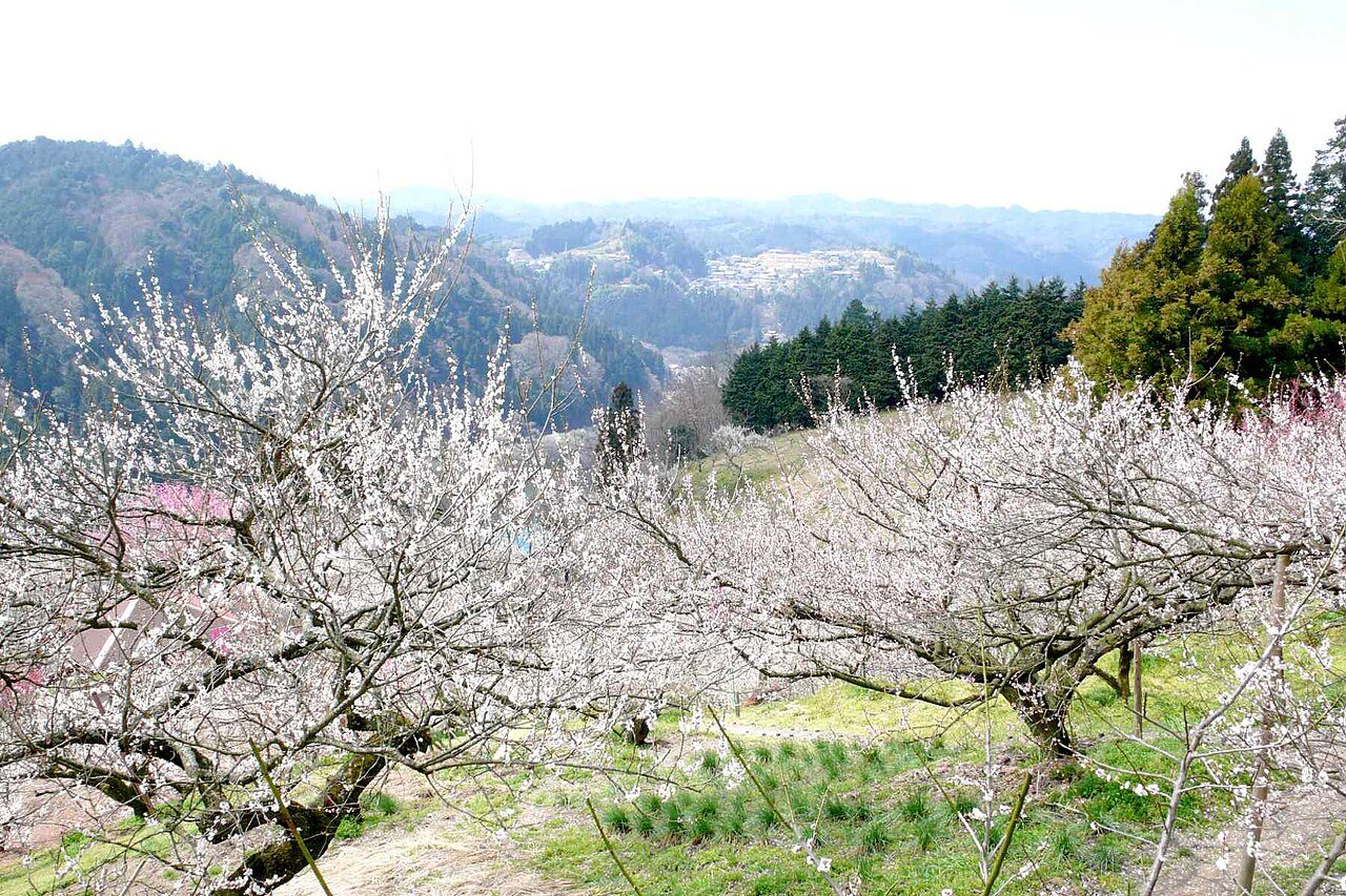 斜面の家並みと梅の木の向こうに見える山