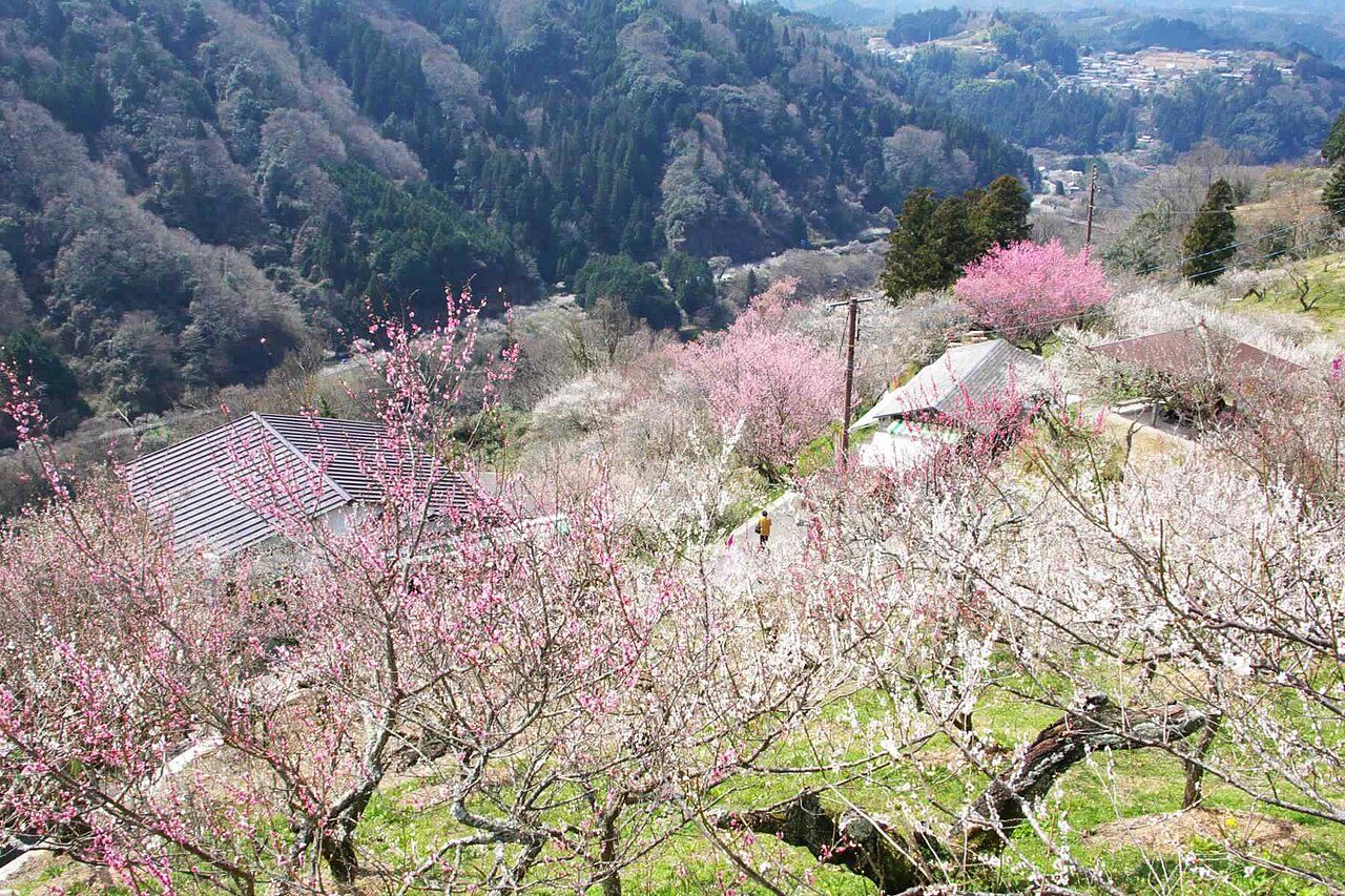 梅の木が点在する谷あいの斜面と集落
