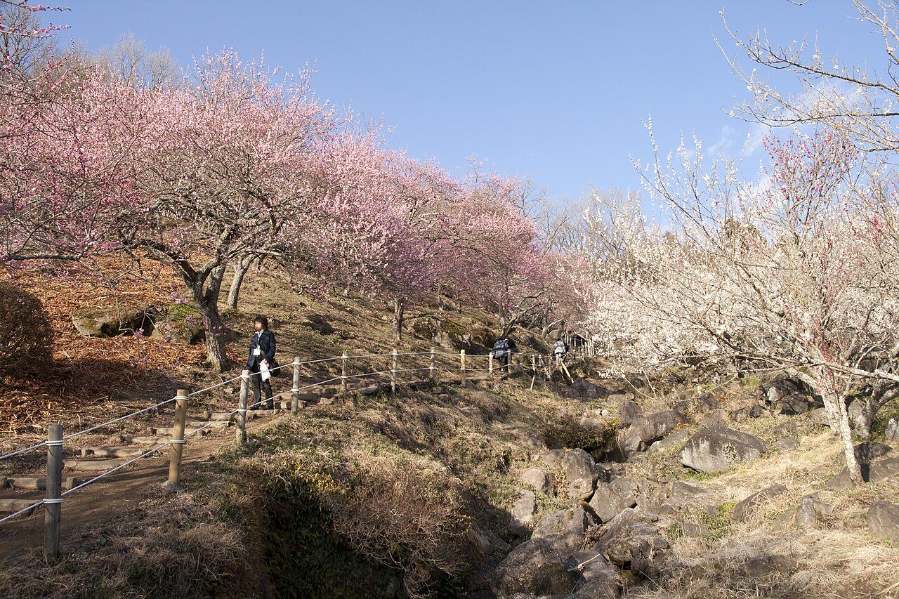 Tsukubasan bairin park in Tsukuba City, Ibaraki Pref., Japan