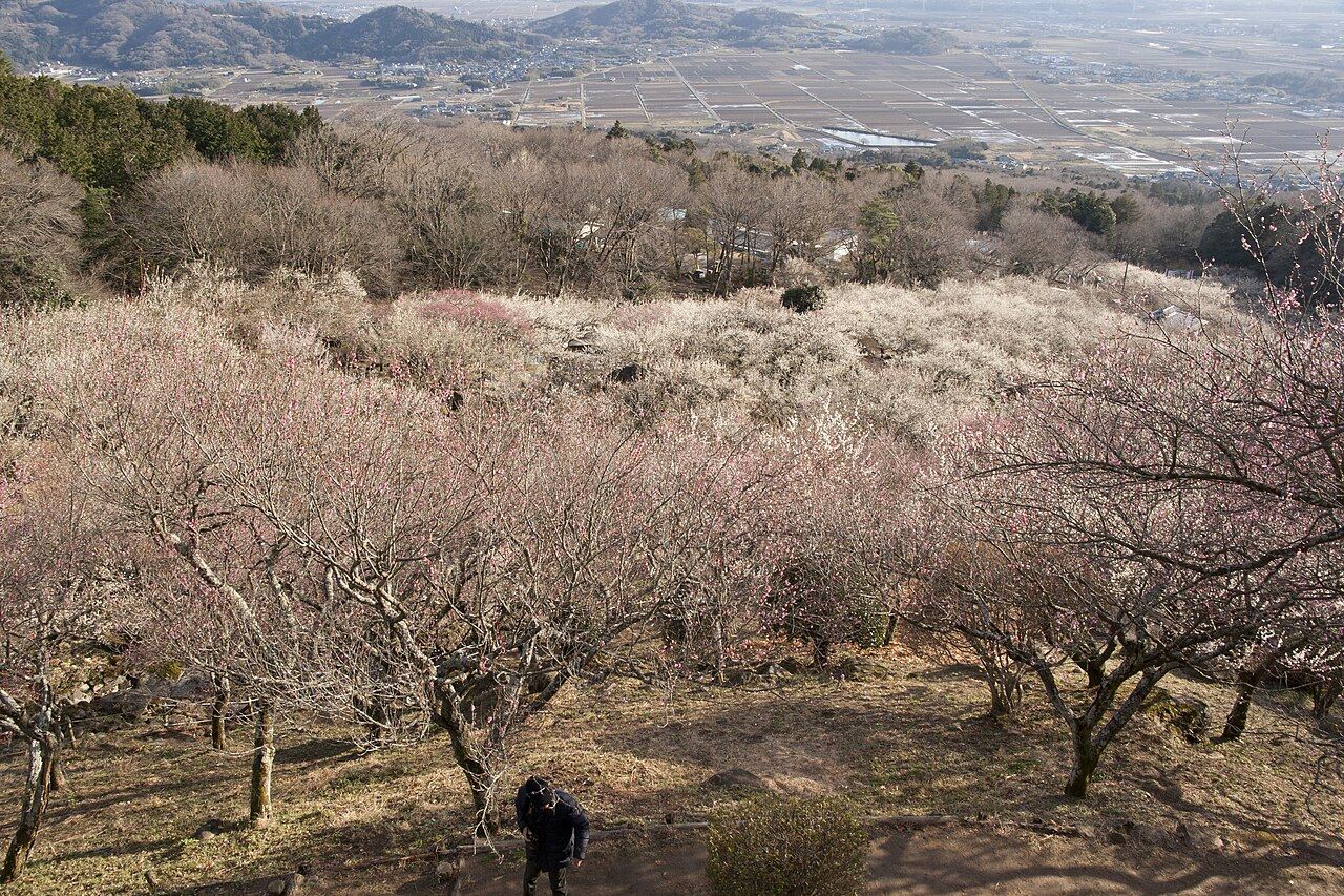 展望四阿のあたりから見下ろした梅林と関東平野