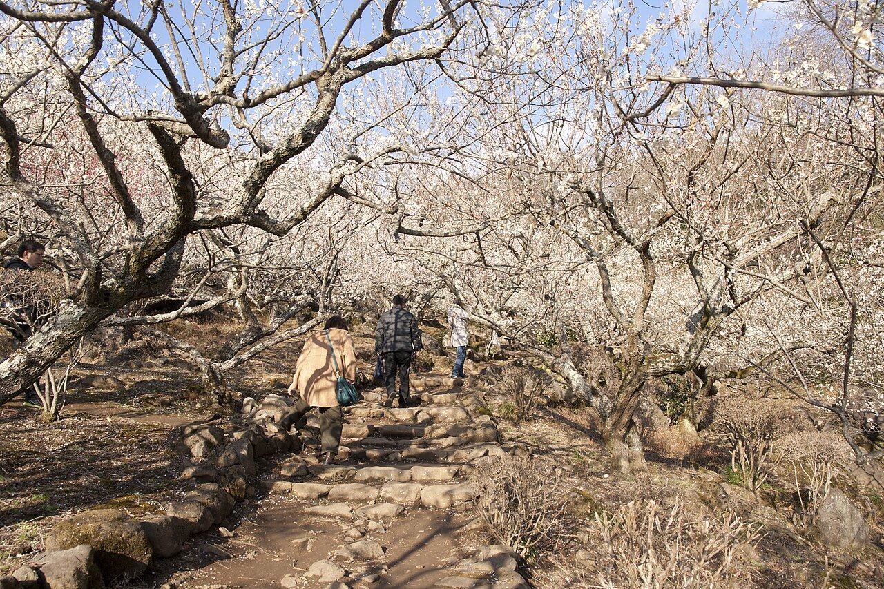 白梅に囲まれた石段を登る人たち