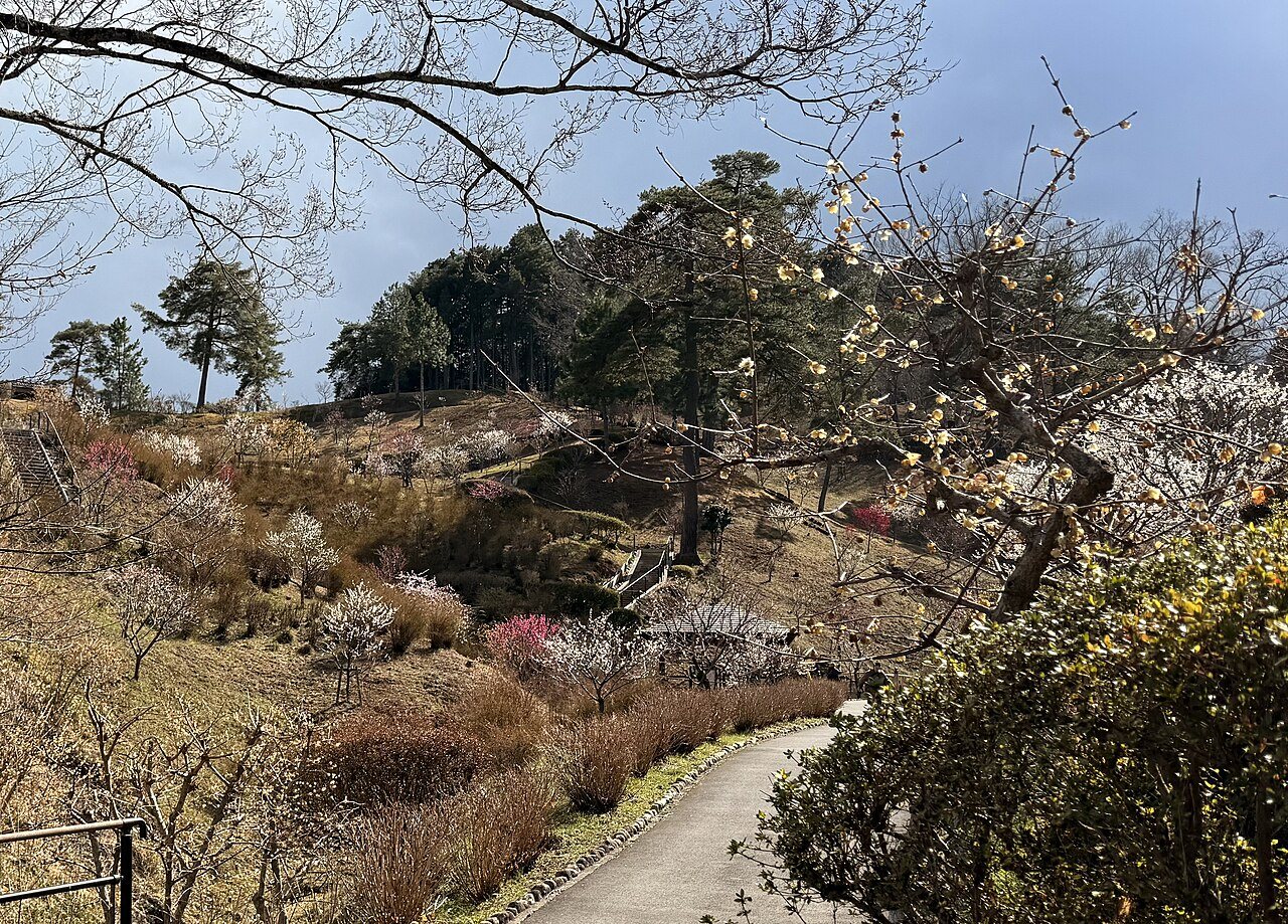 植え直された梅の木が並ぶ青梅市梅の公園の園路