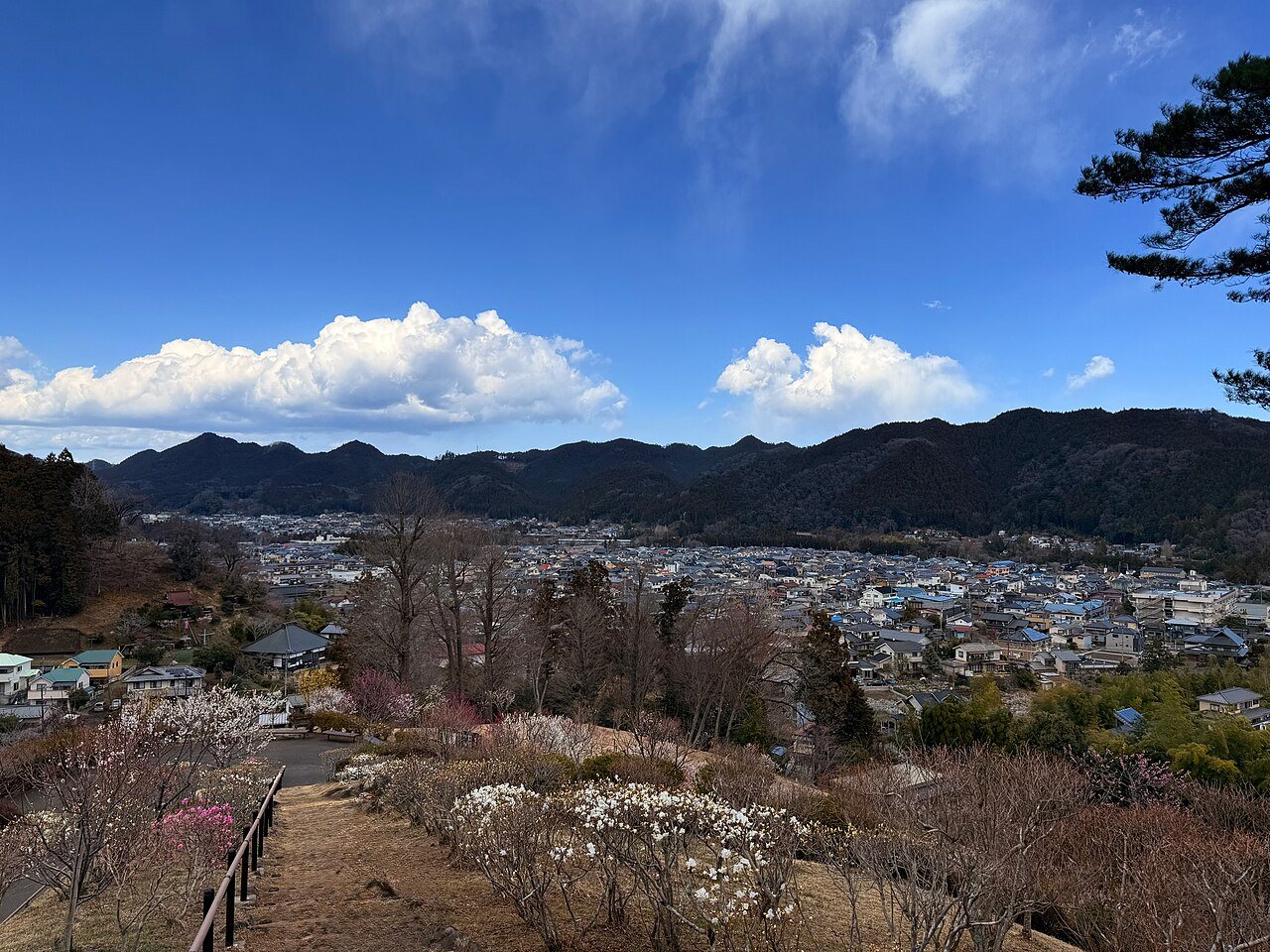 梅の公園の斜面の上から見下ろした青梅の街と山並み