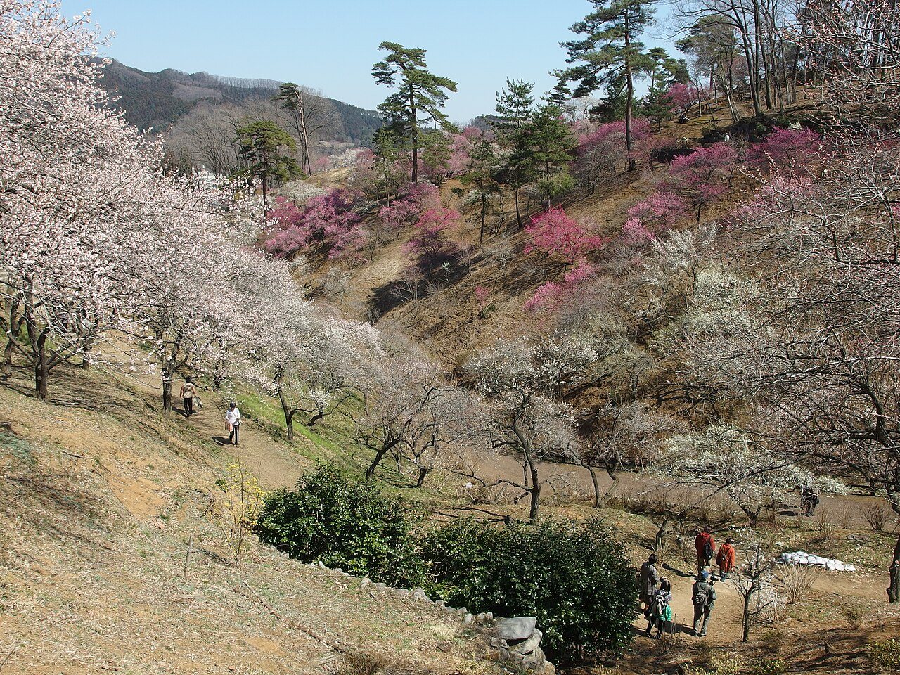 伐採前の梅の公園で斜面を埋める紅梅と白梅
