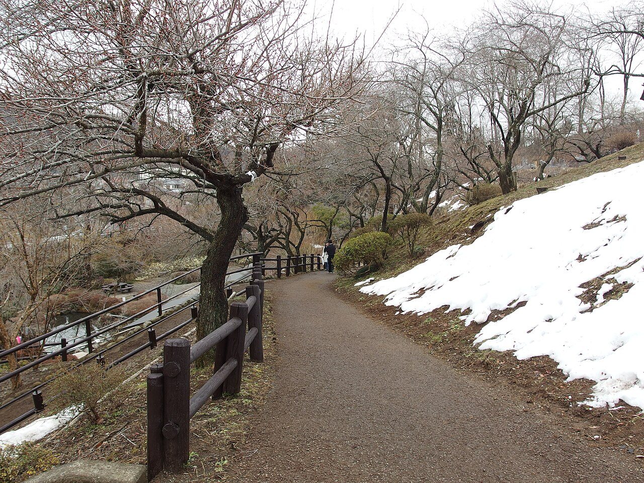 雪の残る斜面に沿って延びる梅の公園の園路