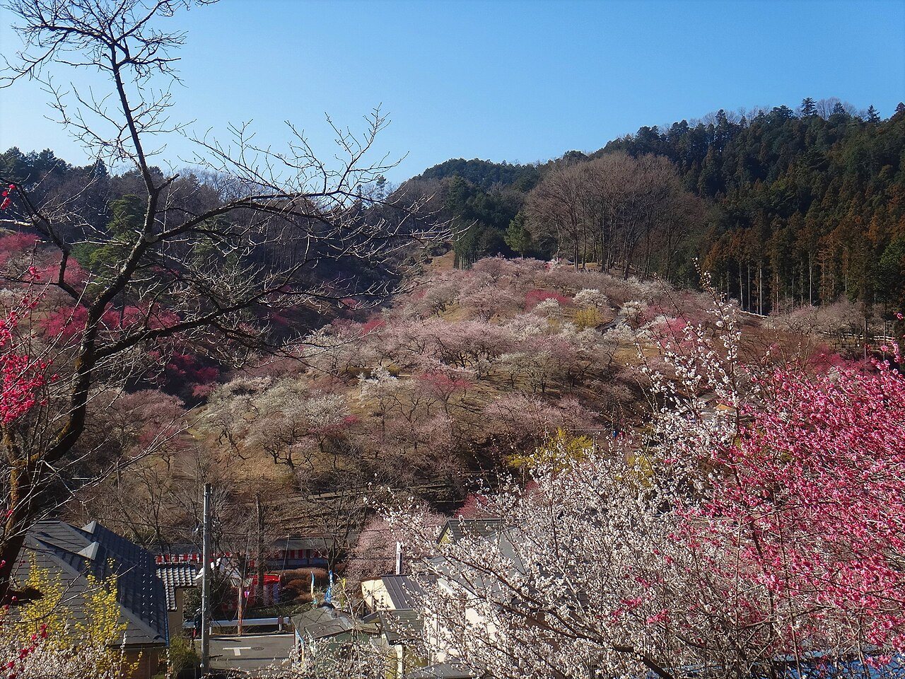 山あいの斜面の下に咲く吉野梅郷の梅
