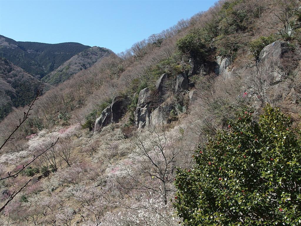 岩壁の下の斜面に咲く湯河原梅林の梅