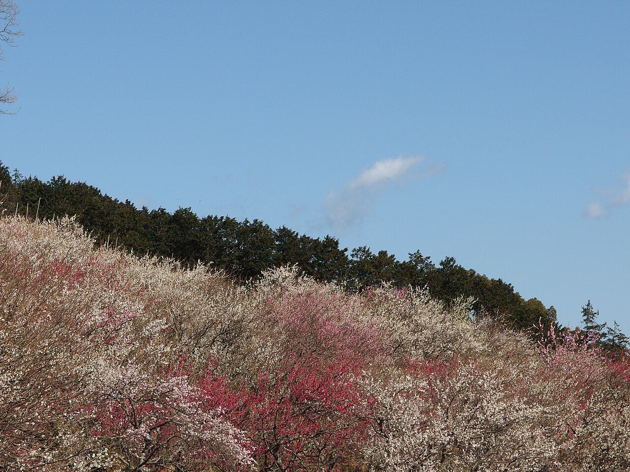 紅梅と白梅が入り混じって咲く斜面