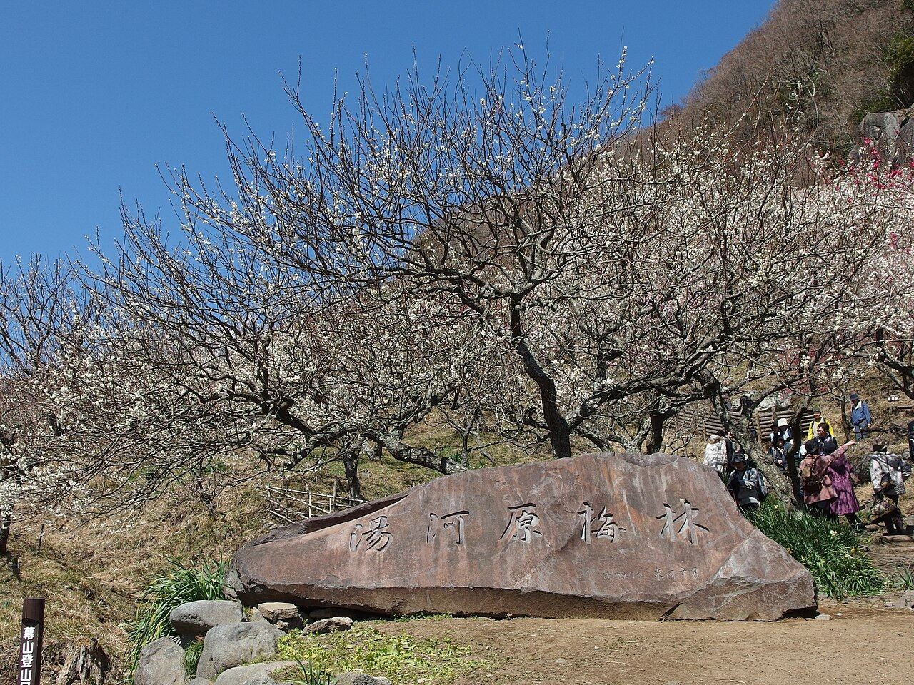 「湯河原梅林」と彫られた石碑と梅の木