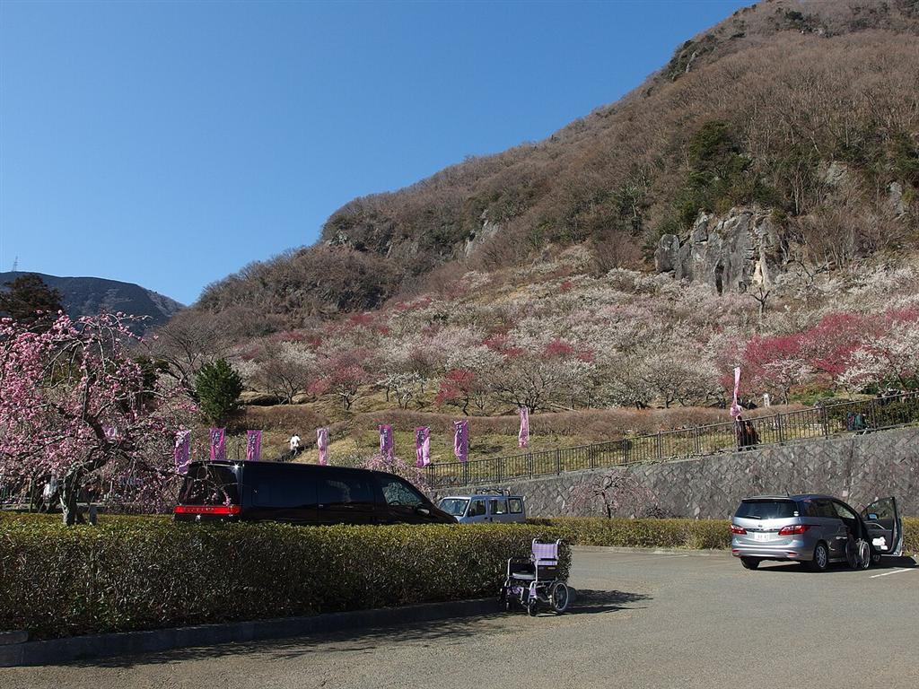 梅の宴ののぼりが並ぶ幕山公園の駐車場