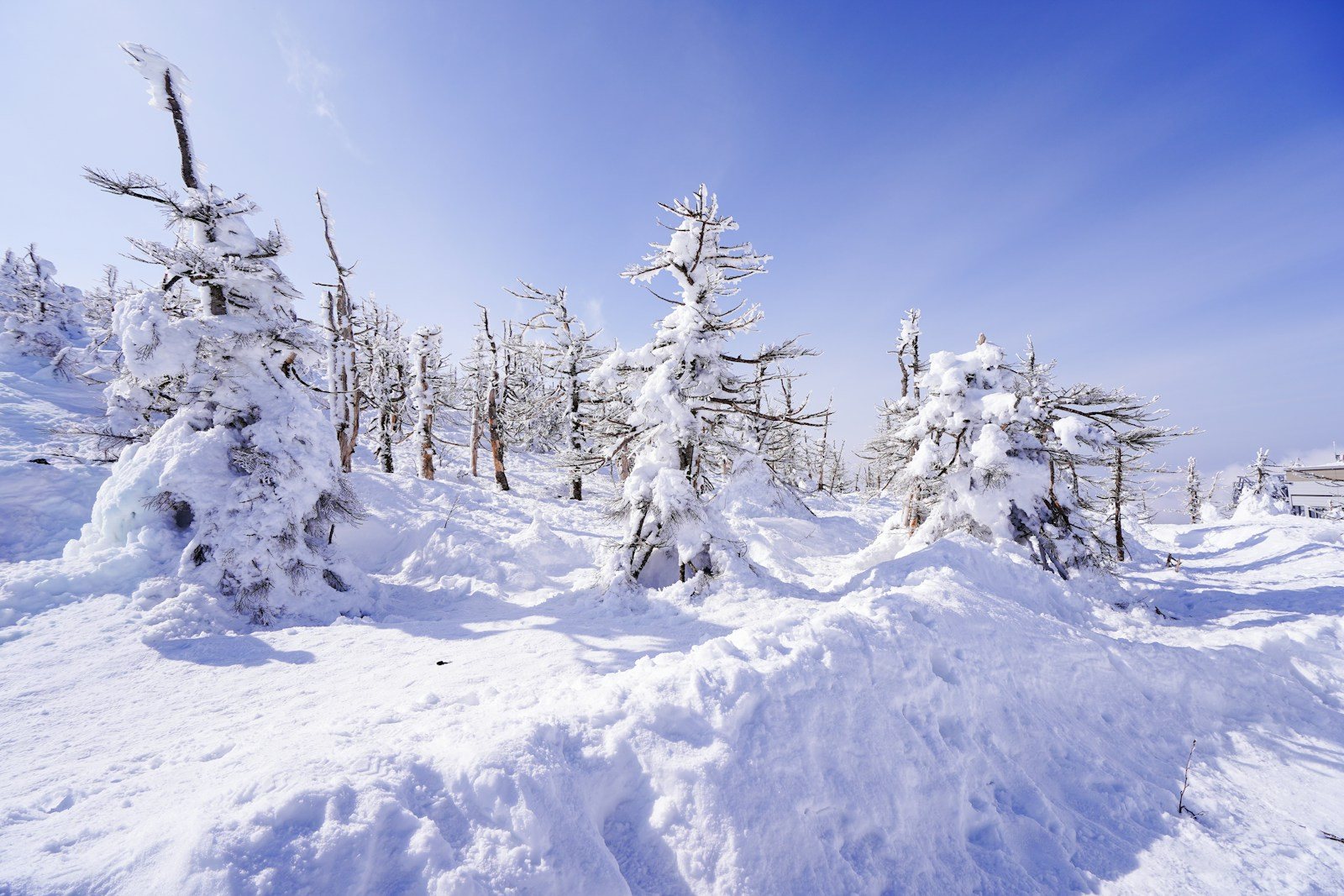 風と氷で形づくられた樹氷の近景
