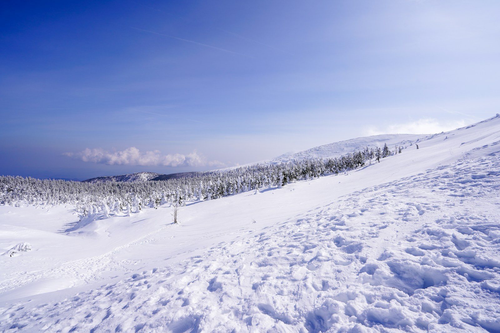 雪の斜面の向こうに続く樹氷の列